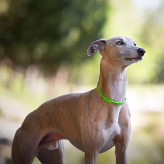 <tc>Neemöl-Hundehalsband – Niki Natural Defense –</tc>