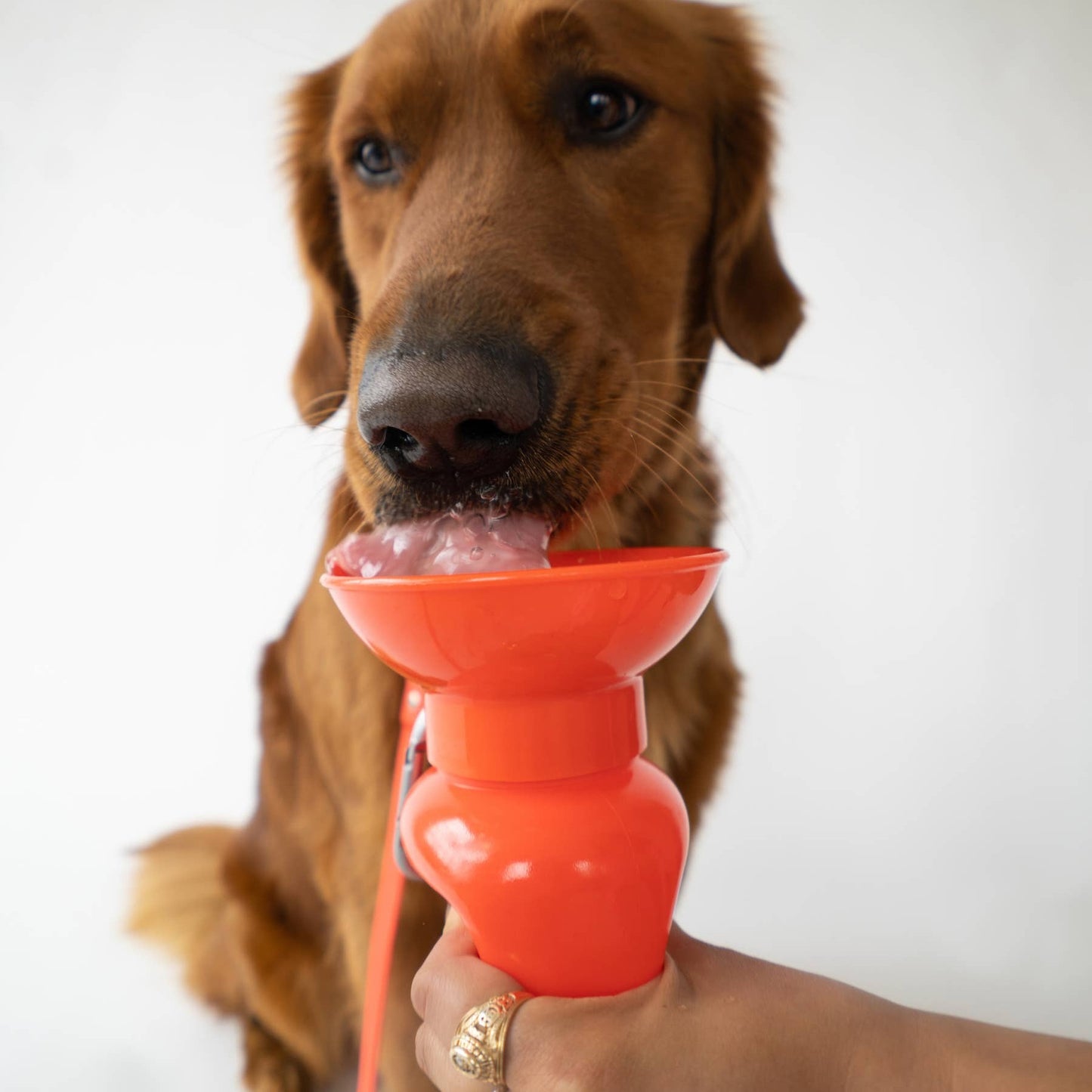 Springer Hundewasser-Reiseflasche