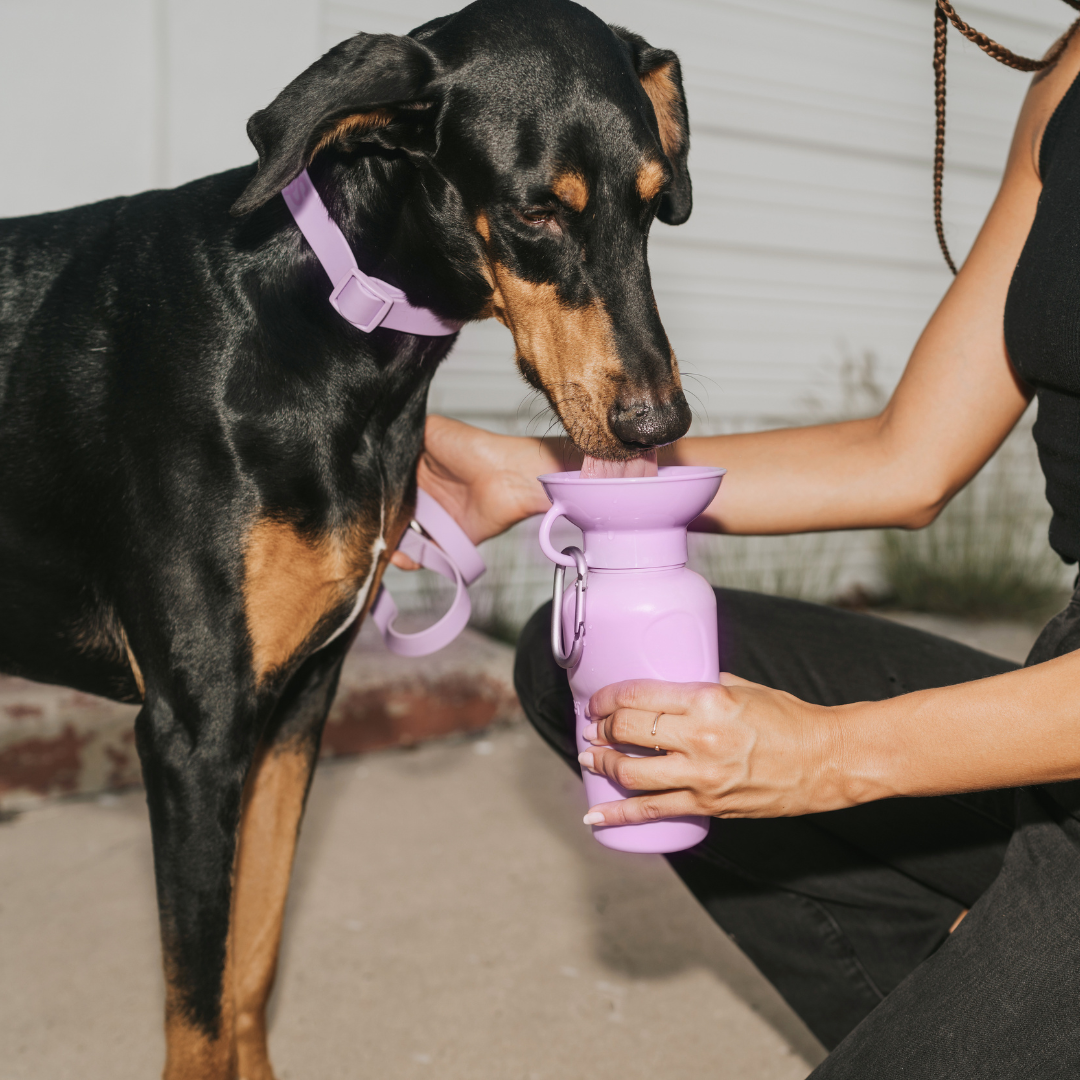 Springer Hundewasser-Reiseflasche