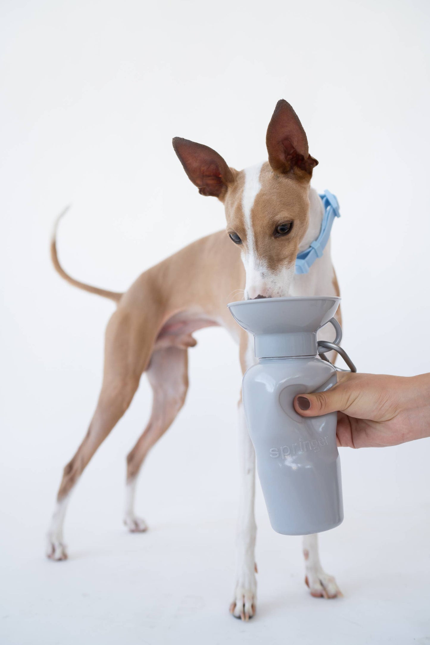 Springer Hundewasser-Reiseflasche